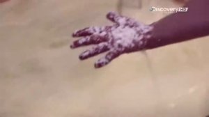 Сыр Пармезан - Из чего это сделано