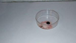 Реакция ДИХРОМАТА АММОНИЯ и ЩАВЕЛЕВОЙ КИСЛОТЫ. Chemical experiment. Опыты по химии дома.
