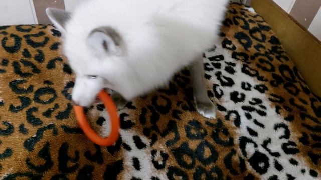 ЛисЯша говорит нет а Дуся играет смотреть онлайн