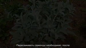 Чистец шерстистый (Stachys byzantina) — посадка и уход за растением