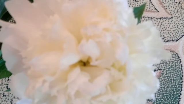 СЕМЕЙНАЯ ТРАДИЦИЯ//ЛЮБИМЫЕ ПИОНЫ смотреть онлайн