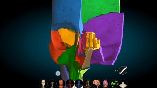 Полости носа и рта: стенки, сообщения, носовые ходы. Краниология. Топография черепа. Cava nasi, ori смотреть онлайн