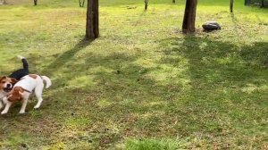 Молодой бигль против джека рассела