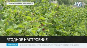 В Крыму стартовал сбор ежевики и малины