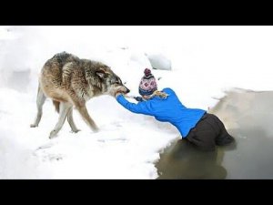 Животные Защищают Своих Хозяев