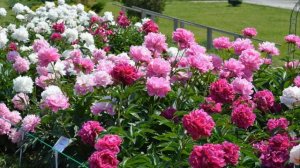 Самые красивые пионы в саду