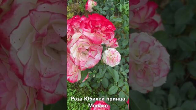 Роза Юбилей Принца Монако/ rose Jubile du Prince de Monaco #садоводство #розарий #цветы #roses