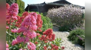 ВАЛЕРИАНА, или КЕНТРАНТУС  (CENTRANTHUS)  сем. Валериановые