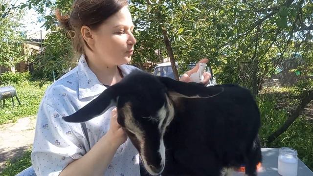 🍶🧀🐐Мы снова на РЫНКЕ! Частичный обзор хозяйства. смотреть онлайн