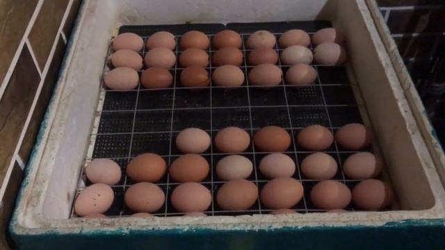 Инкубация яиц в домашних условиях. смотреть онлайн