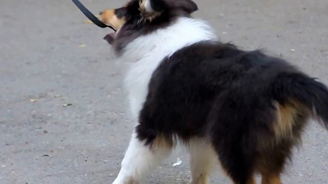 Рависан Мон Шер Ами - 3.5 мес.