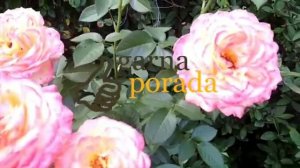 мои отзывы о розе Янки Дудль (самая лучшая роза)