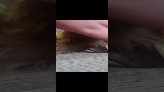 лепота смотреть онлайн