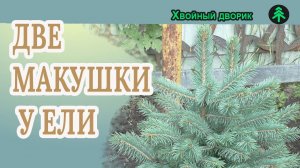 Что делать если у ели голубой две макушки? Обрезать одну макушку ели или оставить две?