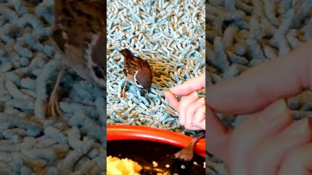 Ручной воробей ест из тарелки / A tame sparrow eats from a plate #SHORTS