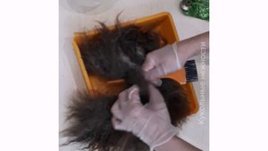 Мастер-класс: красим шкуру козы . Красим волосы для куклы .