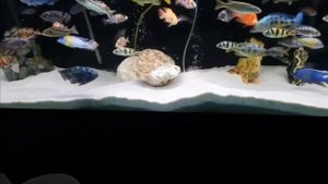 The most beautiful aquarium. Африканские цихлиды. Самый красивый аквариум.