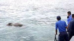 Что-то барахталось в воде. Поняв, что это, моряки не задумываясь бросились за борт!