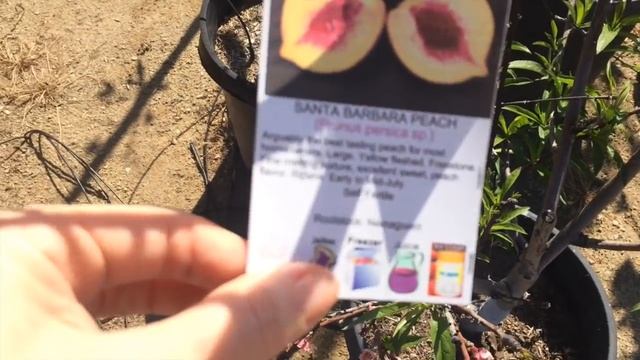 Где в Сан-Диего березку найти? // California 179 смотреть онлайн