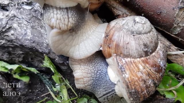 "Любовные стрелы", Хеликс поматиа (Helix pomatia) смотреть онлайн