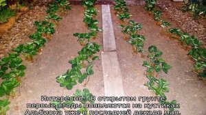 Клубника Альбион — описание сорта