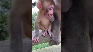 Baby monkey learning how to eat fruit is so cute ?