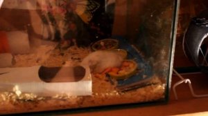 2013 год. Хомяк падает на спину