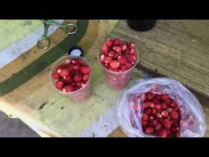 Иди в ...опу со своим Ютубом!/Обновили огород/Пирог