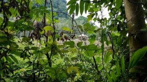 Krabi (Краби), достопримечательности Ao Nang (Ао Нанг), Giant catfish farm, январь 2023