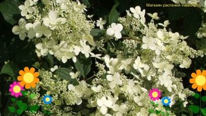 Гортензия метельчатая Мустила. Краткий обзор, описание характеристик hydrangea paniculata Mustila