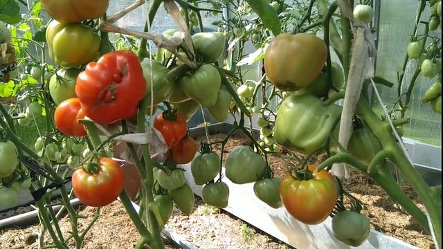 Томат Сахарная Настя.Обзор и дегустация. смотреть онлайн