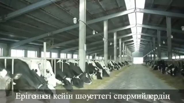 Дадажанов А.А. - Выявление половой охоты у коров и техника ректоцервикального осеменения смотреть онлайн