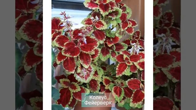 Обзор моих комнатных цветов 30 марта 2021 года смотреть онлайн