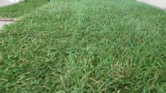 Укладка газона в квартире смотреть онлайн