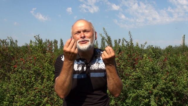 Войлочная вишня ЦАРЕВНА