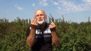 Войлочная вишня ЦАРЕВНА