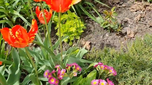 КОТОВНИК МУССИНИ смотреть онлайн