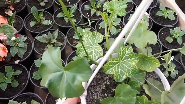 ПЛЮЩЕЛИСТНЫЕ пеларгонии. Какие бывают проблемы.