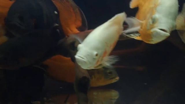 Кормление цихлы и астронотуса, как это делаю я смотреть онлайн