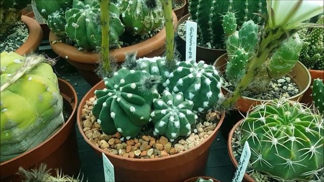 A show off of Echinopsis subdenudata, the old one and a new one смотреть онлайн