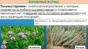 Биология 5 класс Жизненные формы и продолжительность жизни растений Овчинникова АВ МБОУ СОШ №11