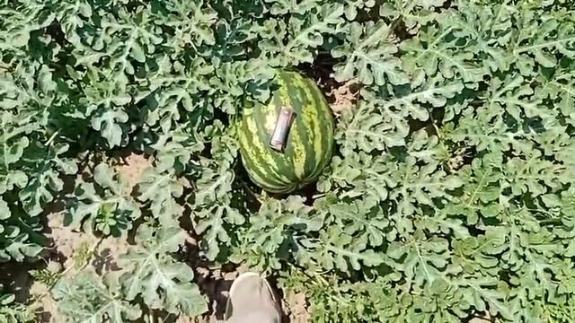 Предшественник арбуза/АУ Продюсер пвп- горох смотреть онлайн