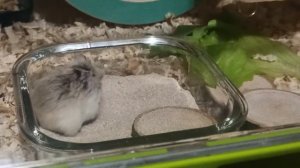 МикроХомяки, Хомяки Роборовского, Гоша и Плюша