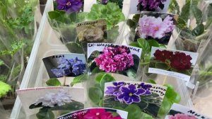 ВЫСТАВКА ФИАЛОК И ДРУГОЙ КРАСОТЫ 7. 08. 2024. САНКТ-ПЕТЕРБУРГ