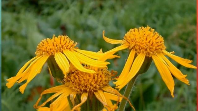 Арника горная (Arnica montana) смотреть онлайн