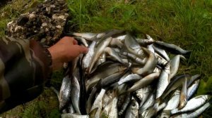 Тверца рыбалка