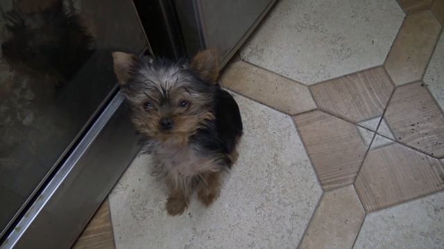 Продам щенков йоркширского терьера! смотреть онлайн