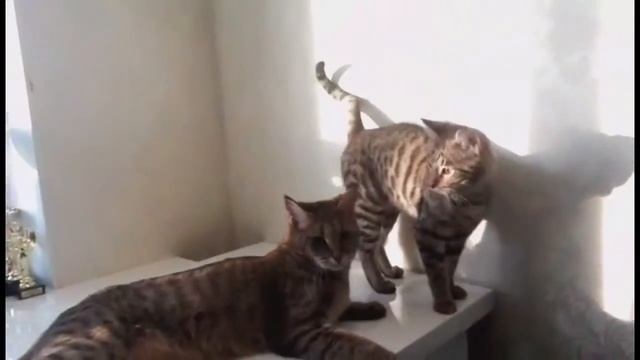 Чаузи ф1 год и чаузи ф2 в 25 Мес от камышового кота шаузи