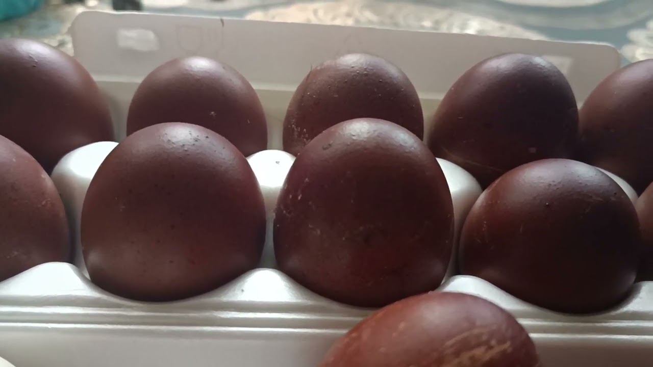 Продаю инкубационное яйцо: Маран, Кучинка, Бресс -гальская, Мехеленская кукушка. смотреть онлайн