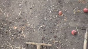 ПЕТРУШКА СОЗРЕЛА, СОБРАЛ СЕМЕНА